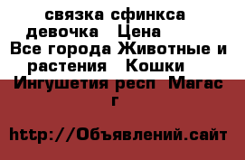 связка сфинкса. девочка › Цена ­ 500 - Все города Животные и растения » Кошки   . Ингушетия респ.,Магас г.
